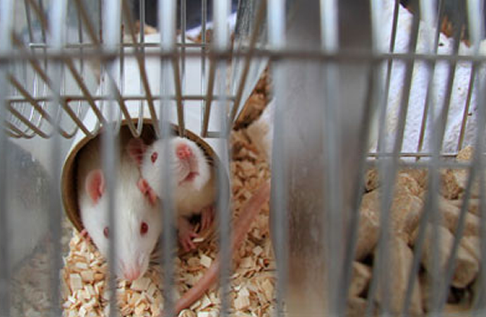 Short Term Training on &ldquo;Laboratory Animal Facility and Animal Handling Program